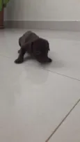 Não tem