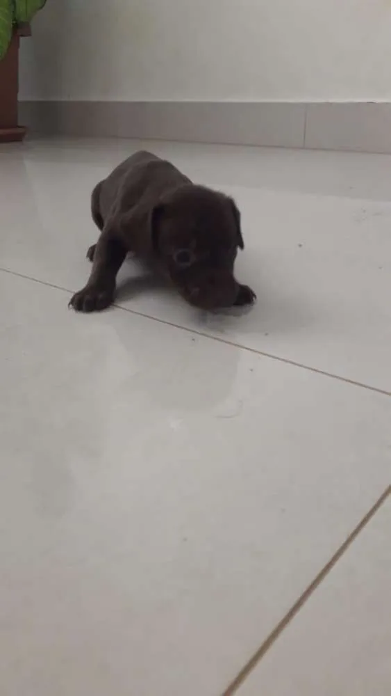 Cachorro raça Vira lata idade Abaixo de 2 meses nome Não tem