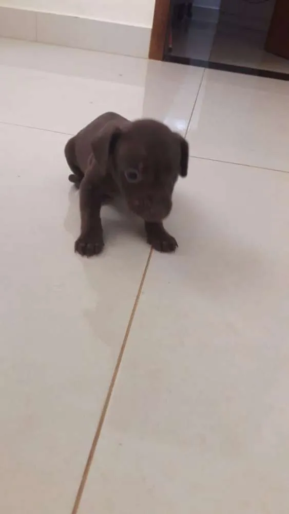 Cachorro raça Vira lata idade Abaixo de 2 meses nome Não tem