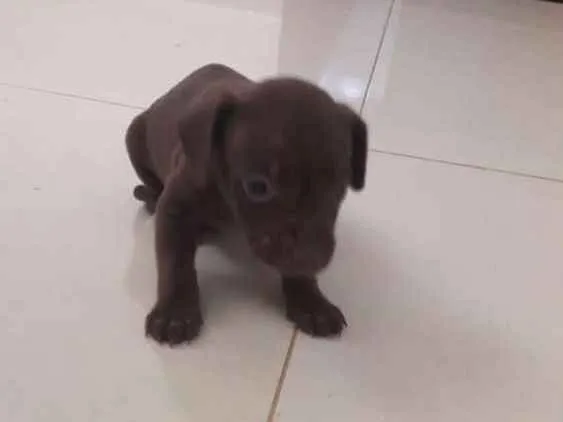 Cachorro raça Vira lata idade Abaixo de 2 meses nome Não tem