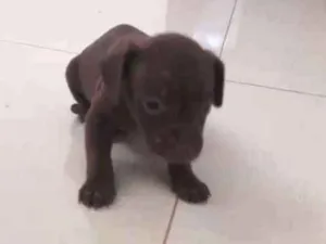 Cachorro raça Vira lata idade Abaixo de 2 meses nome Não tem