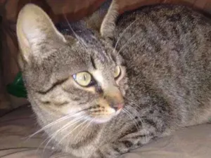 Gato raça  idade 1 ano nome Sofie