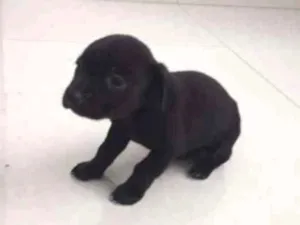 Cachorro raça Vira lata idade Abaixo de 2 meses nome Não tem