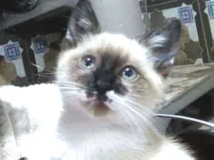 Gato raça Indefinida idade 2 a 6 meses nome Thor