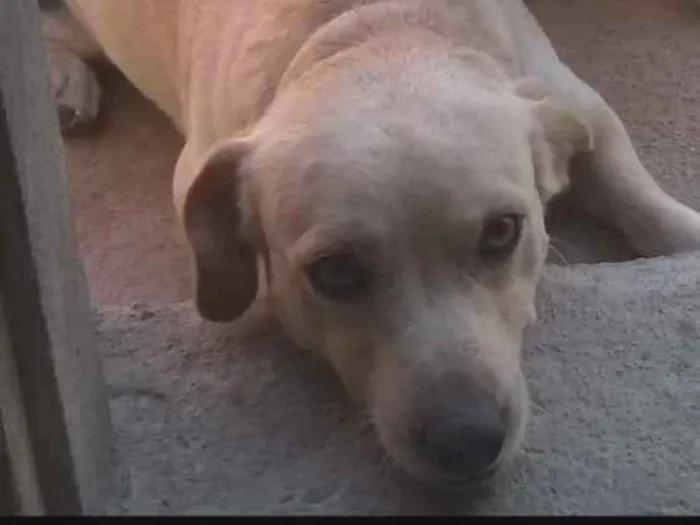 Cachorro raça Sem raça definida idade 3 anos nome Lyon