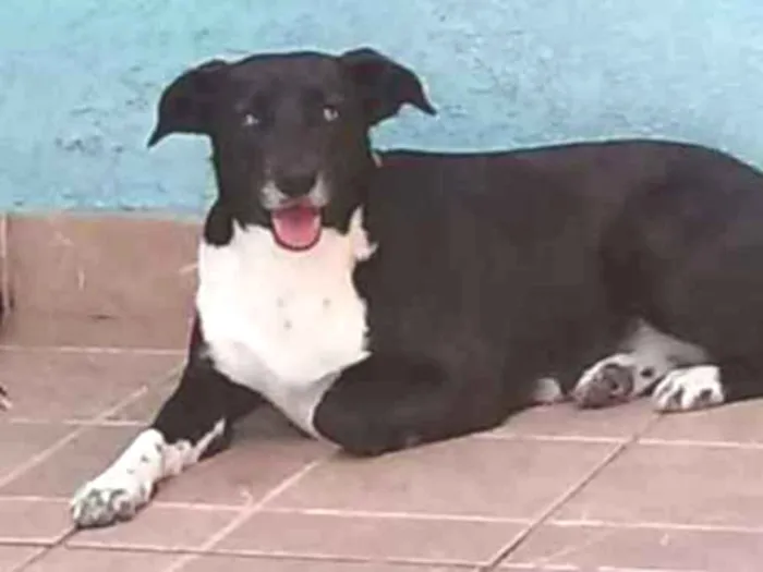 Cachorro ra a SRD idade 3 anos nome Paola