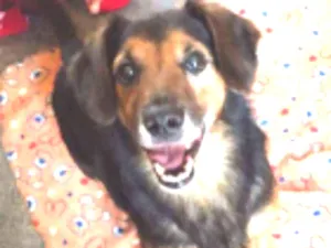 Cachorro raça SRD idade 6 ou mais anos nome LUPPY