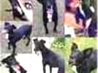 Cachorro ra a SRD idade 6 ou mais anos nome Milly