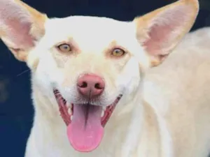 Cachorro raça  idade 4 anos nome Biscui