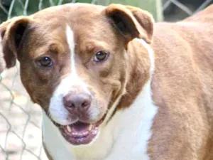 Cachorro raça Pit-Bull idade 6 ou mais anos nome MADONA