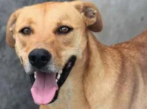 Cachorro raça  idade 3 anos nome Nick