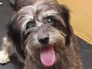 Cachorro raça  idade 4 anos nome Karen