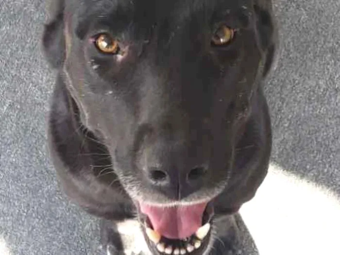Cachorro ra a Não definida  idade 1 ano nome Não definido