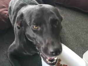 Cachorro raça Não definida  idade 1 ano nome Não definido
