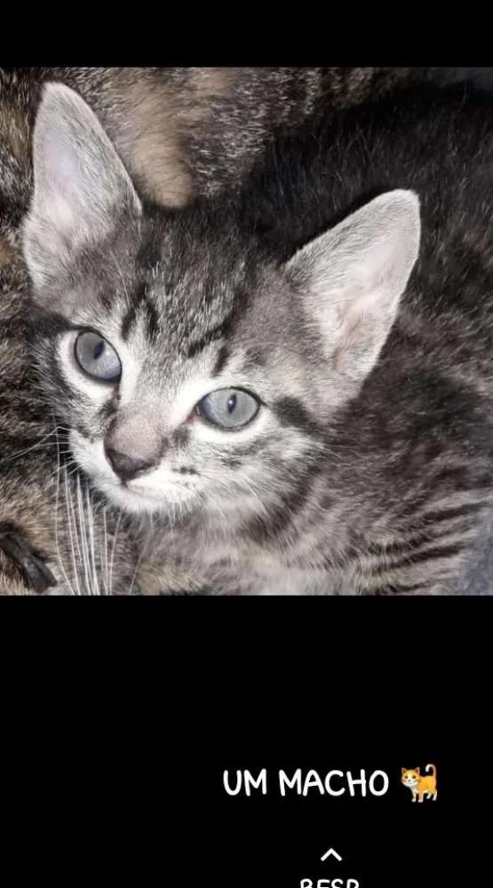 Gato ra a SRD idade 2 a 6 meses nome Sem nome