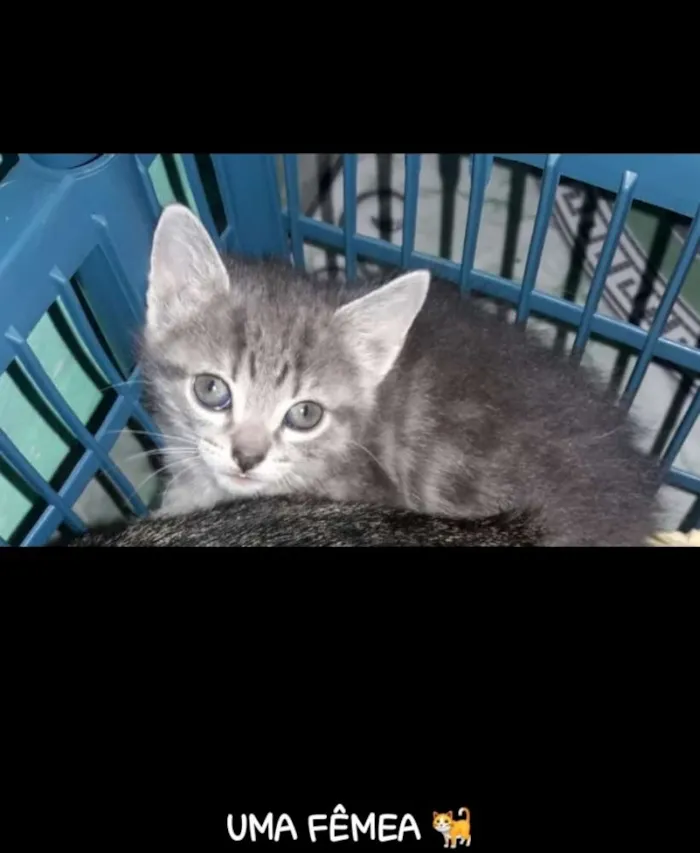 Gato ra a SRD idade 2 a 6 meses nome Sem nome