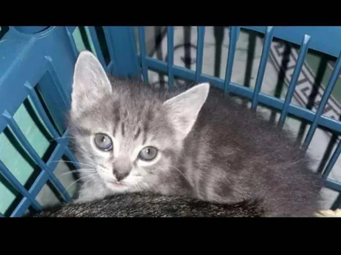 Gato ra a SRD idade 2 a 6 meses nome Sem nome