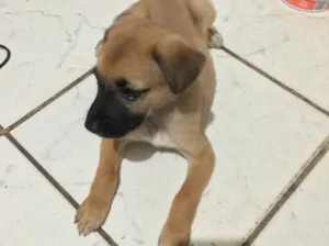 Cachorro raça Mestiçar de Pastor Belga  idade Abaixo de 2 meses nome Não tem nome 