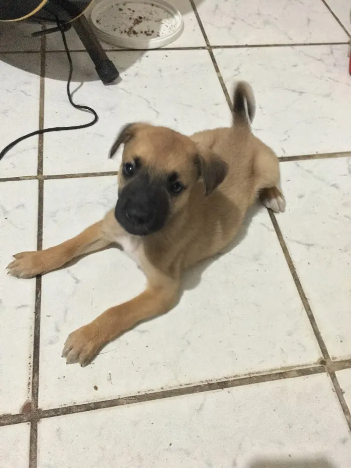 Cachorro ra a Mestiçar de Pastor Belga idade Abaixo de 2 meses nome Não tem nome