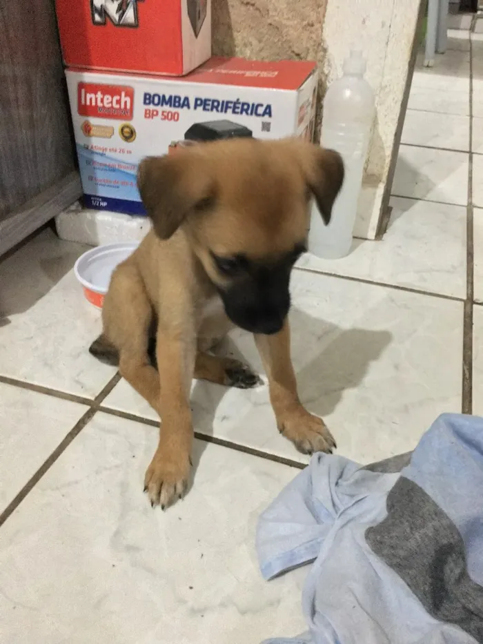 Cachorro ra a Mestiçar de Pastor Belga idade Abaixo de 2 meses nome Não tem nome