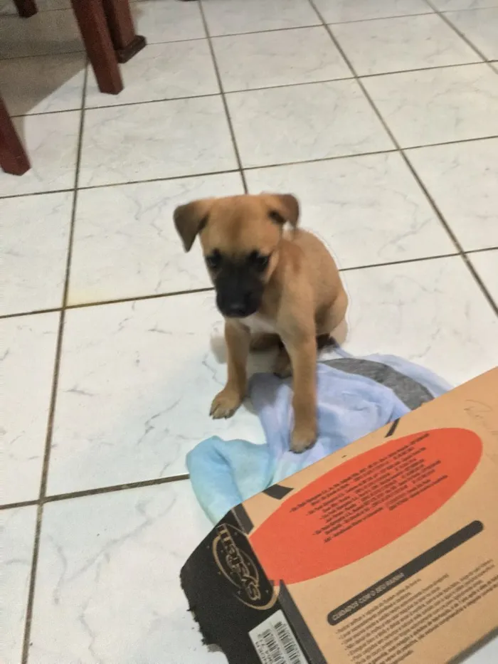 Cachorro ra a Mestiçar de Pastor Belga idade Abaixo de 2 meses nome Não tem nome