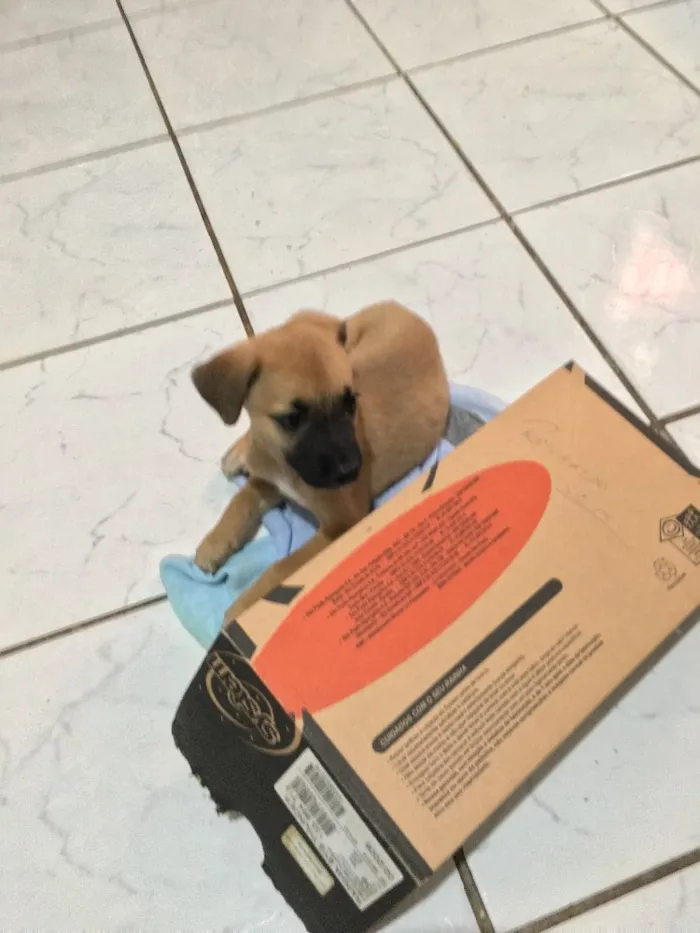 Cachorro ra a Mestiçar de Pastor Belga idade Abaixo de 2 meses nome Não tem nome