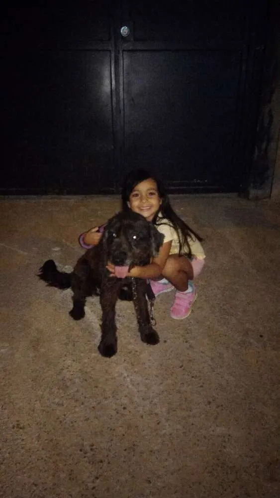 Cachorro ra a Não definida idade 6 ou mais anos nome Julie 