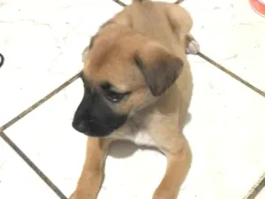 Cachorro raça Mestiçar de Pastor Belga idade Abaixo de 2 meses nome Não tem nome