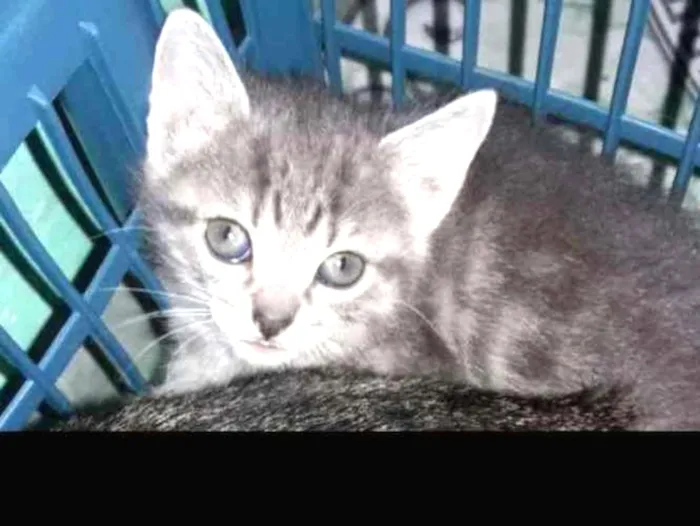 Gato ra a SRD idade 2 a 6 meses nome Sem nome