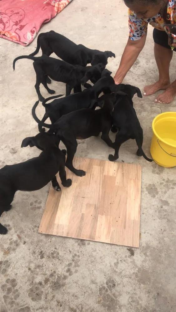 Cachorro raça Misturado  idade 2 a 6 meses nome Sheila