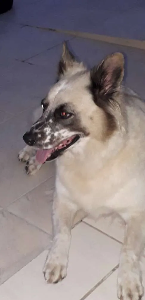 Cachorro ra a Sem raça definida idade 6 ou mais anos nome Bolota