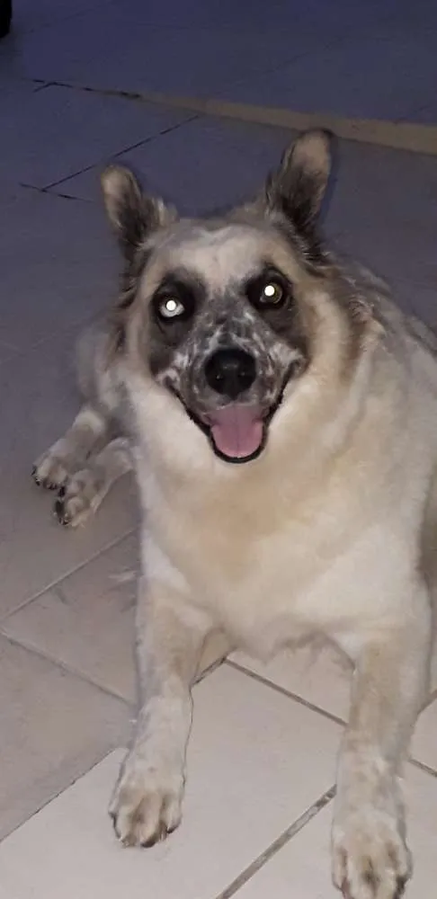 Cachorro ra a Sem raça definida idade 6 ou mais anos nome Bolota