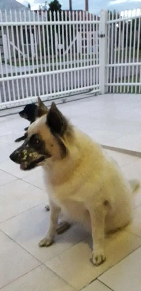 Cachorro ra a Sem raça definida idade 6 ou mais anos nome Bolota