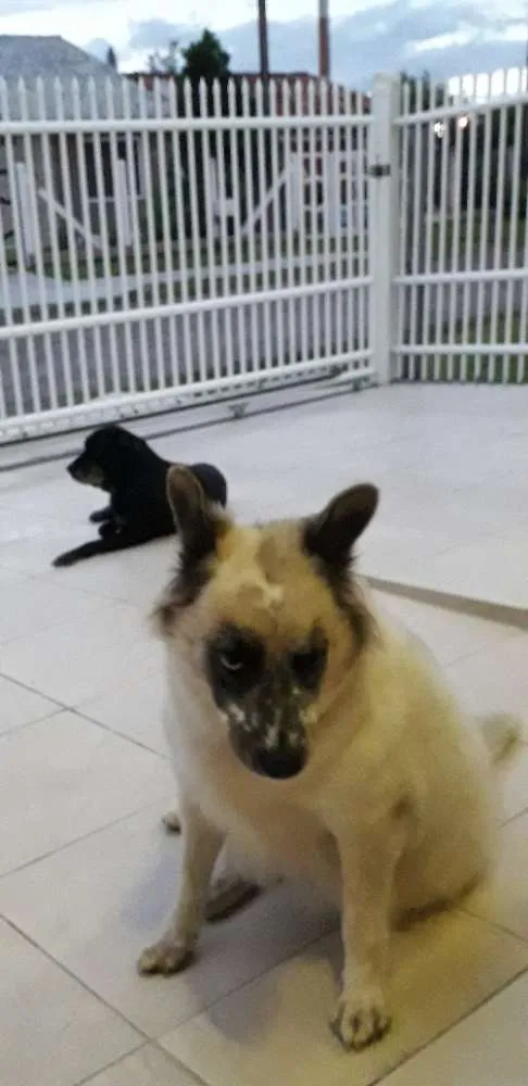 Cachorro ra a Sem raça definida idade 6 ou mais anos nome Bolota