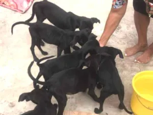 Cachorro raça Misturado  idade 2 a 6 meses nome Sheila
