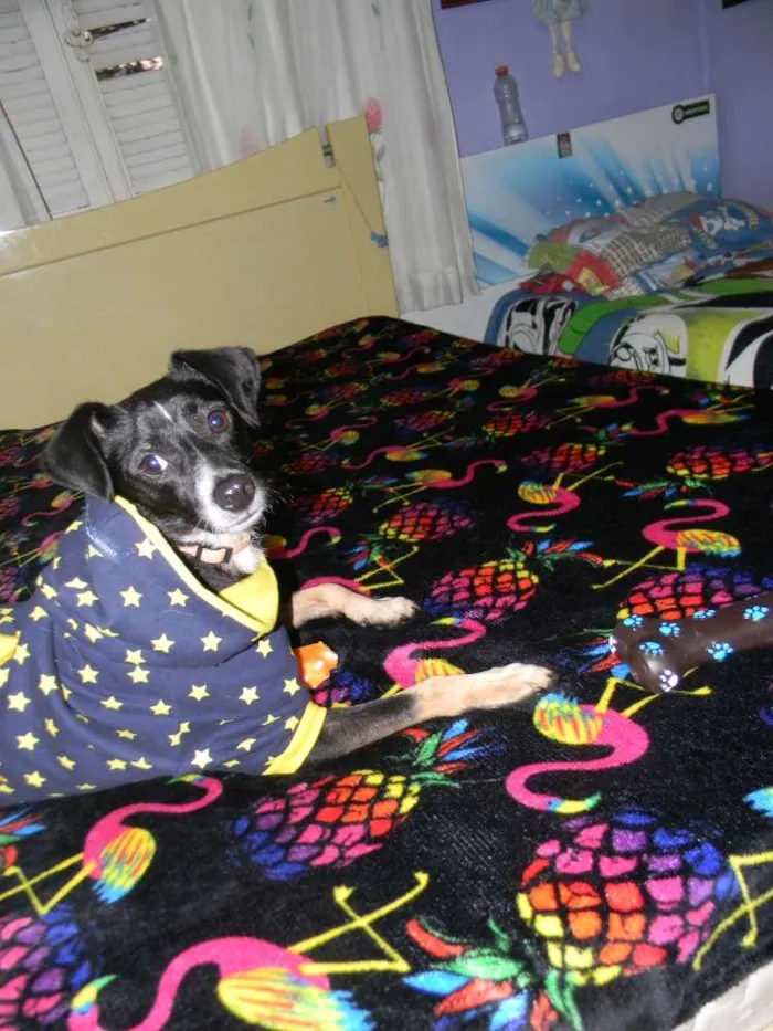 Cachorro ra a Srd idade 1 ano nome Nino