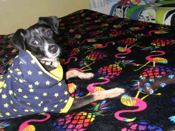 Cachorro ra a Srd idade 1 ano nome Nino