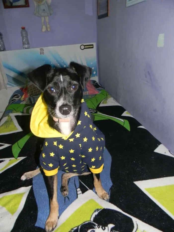Cachorro ra a Srd idade 1 ano nome Nino