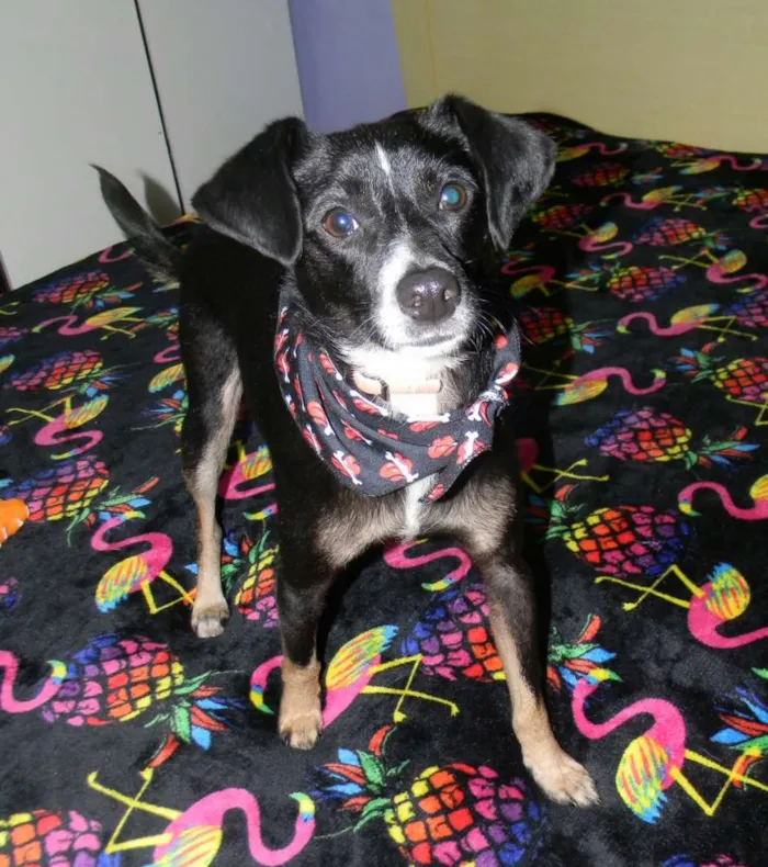 Cachorro ra a Srd idade 1 ano nome Nino