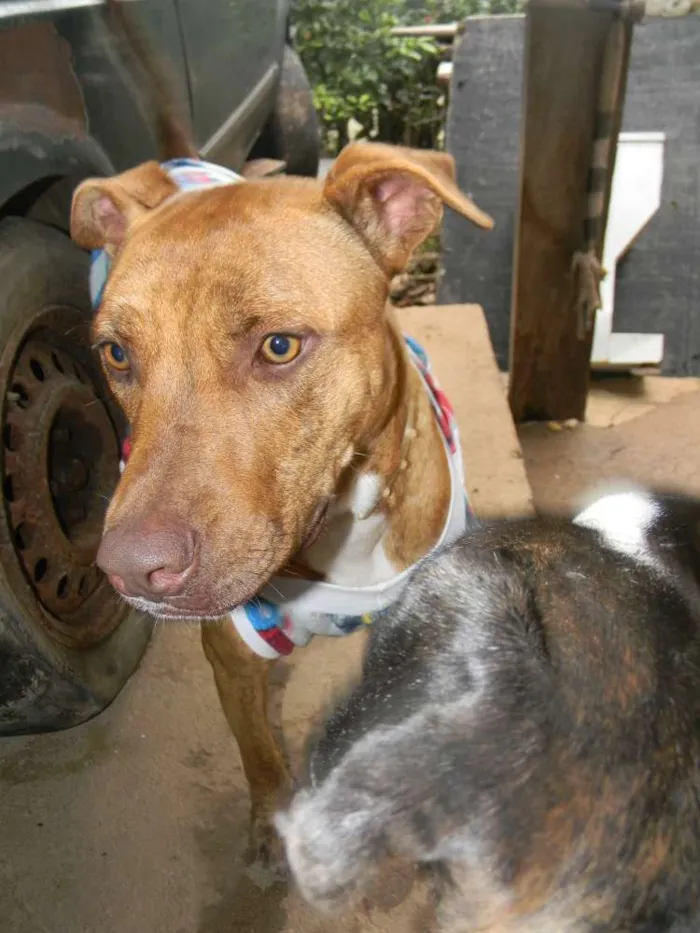 Cachorro ra a Mix pit bull idade 1 ano nome Raika