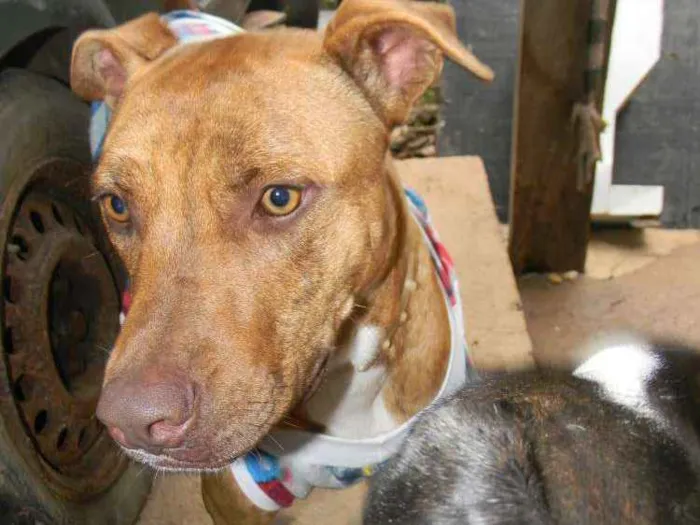 Cachorro ra a Mix pit bull idade 1 ano nome Raika