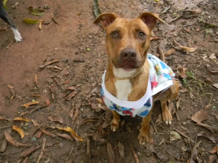 Cachorro ra a Mix pit bull idade 1 ano nome Raika