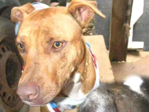 Cachorro raça Mix pit bull idade 1 ano nome Raika