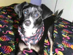 Cachorro raça Srd idade 1 ano nome Nino