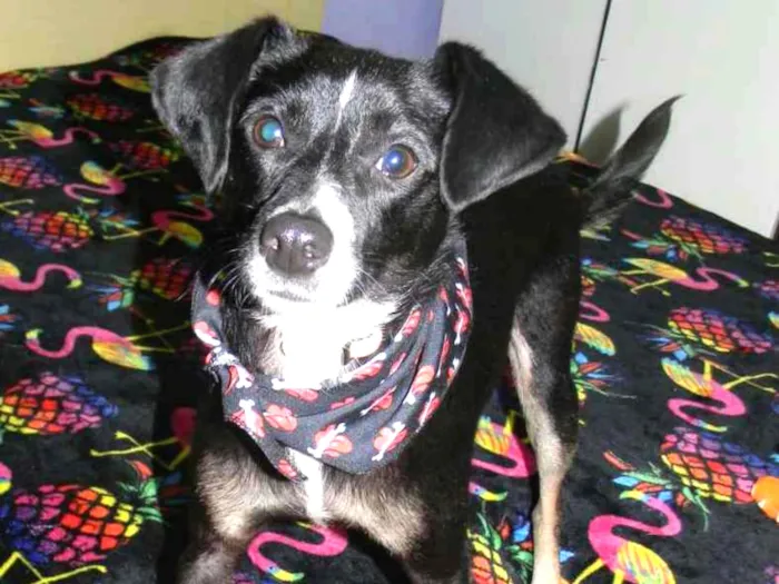 Cachorro ra a Srd idade 1 ano nome Nino