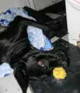 Zorro