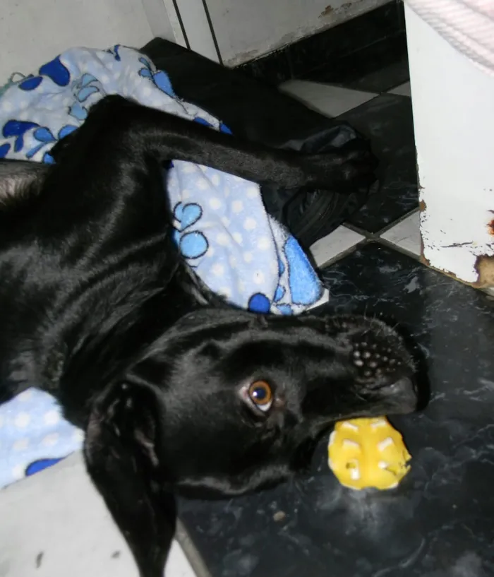 Cachorro ra a Srd idade 2 anos nome Zorro