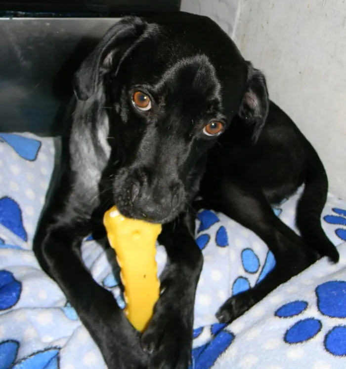 Cachorro ra a Srd idade 2 anos nome Zorro