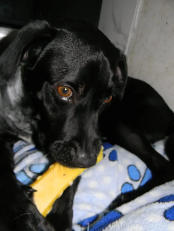 Cachorro ra a Srd idade 2 anos nome Zorro