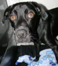 Zorro